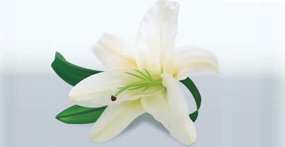Lily Flower Vector