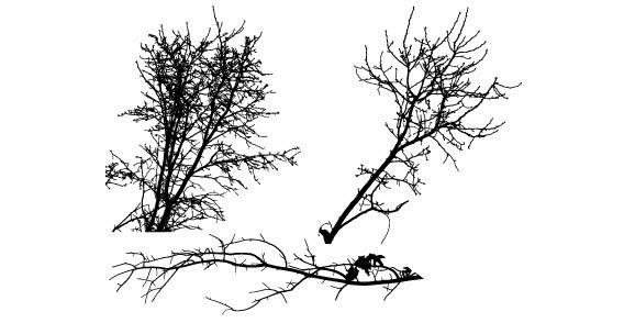 Free Vector Tree Silhouette