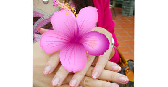 Chinese Hibiscus Vector