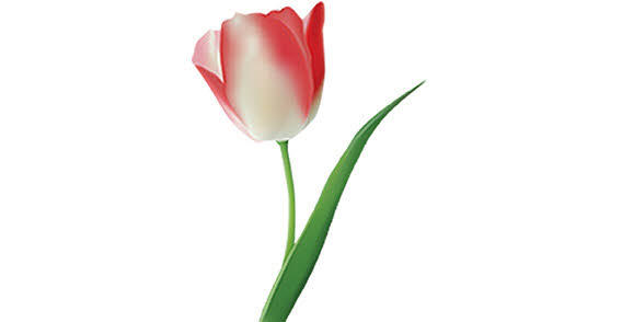 Rose Flower Vector