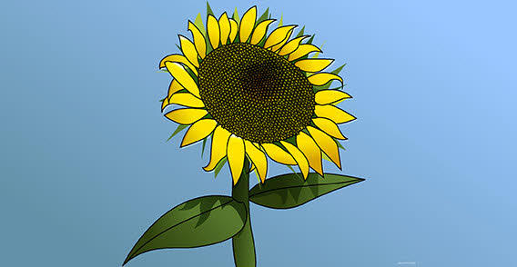 Sunflower Girasol Vector