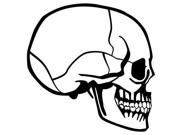 Skull Vector Image