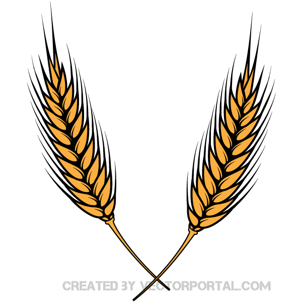 Wheat Vector Illustrator