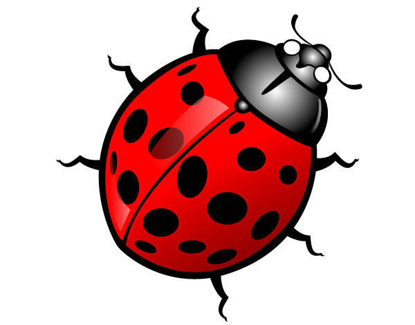 Ladybug Vector Image