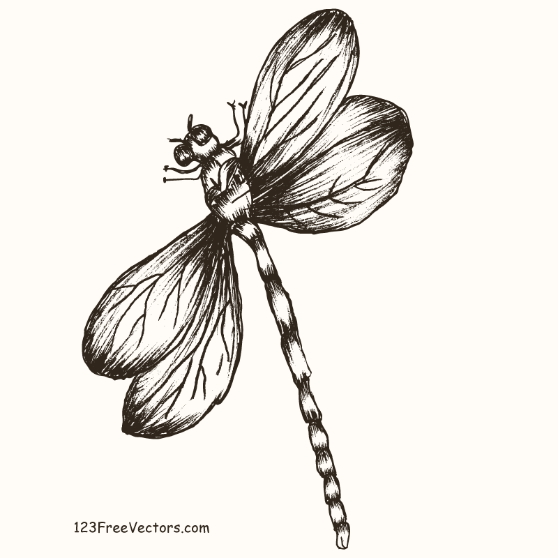 Hand Drawn Dragonfly