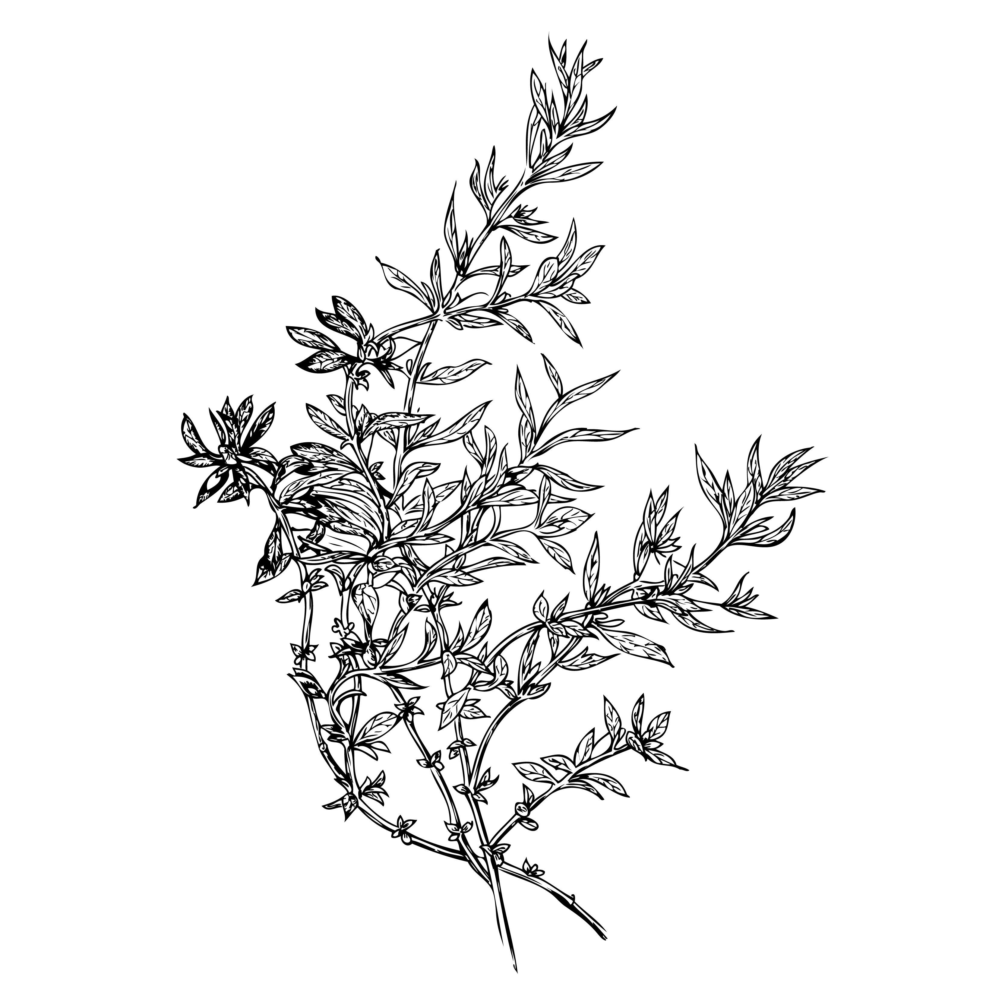 Botanical Line Art