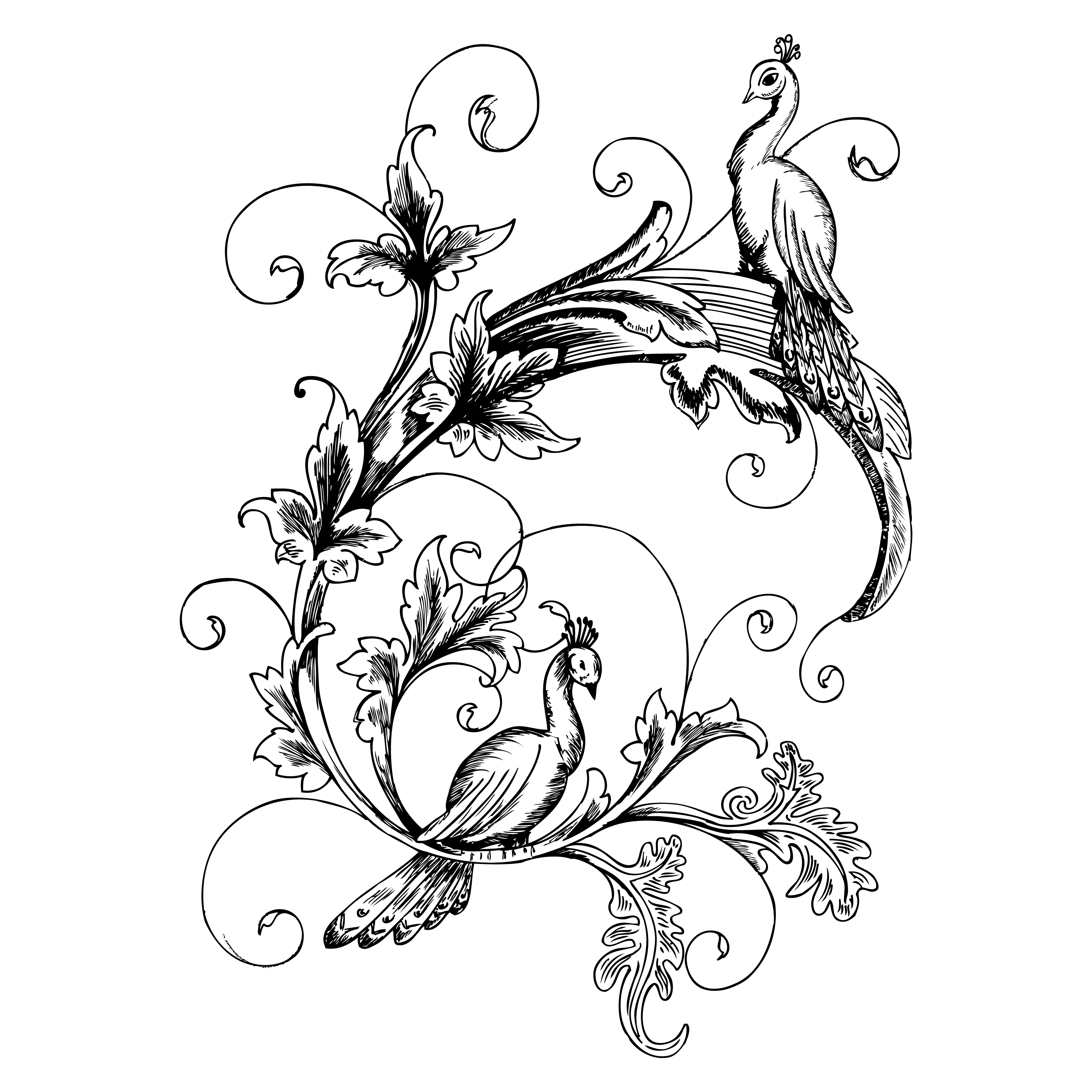 Peacock Floral Illustration