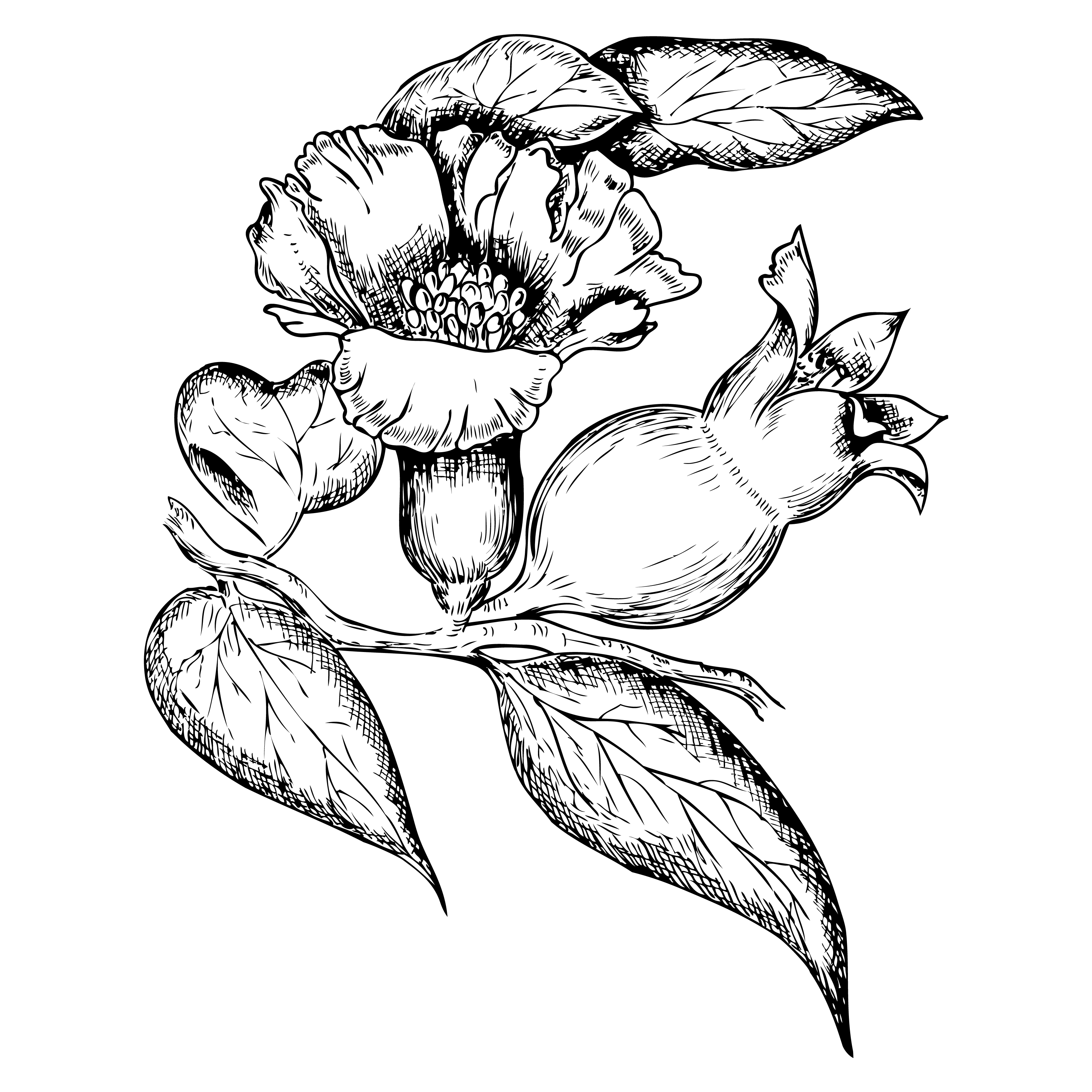Floral Branch Illustration