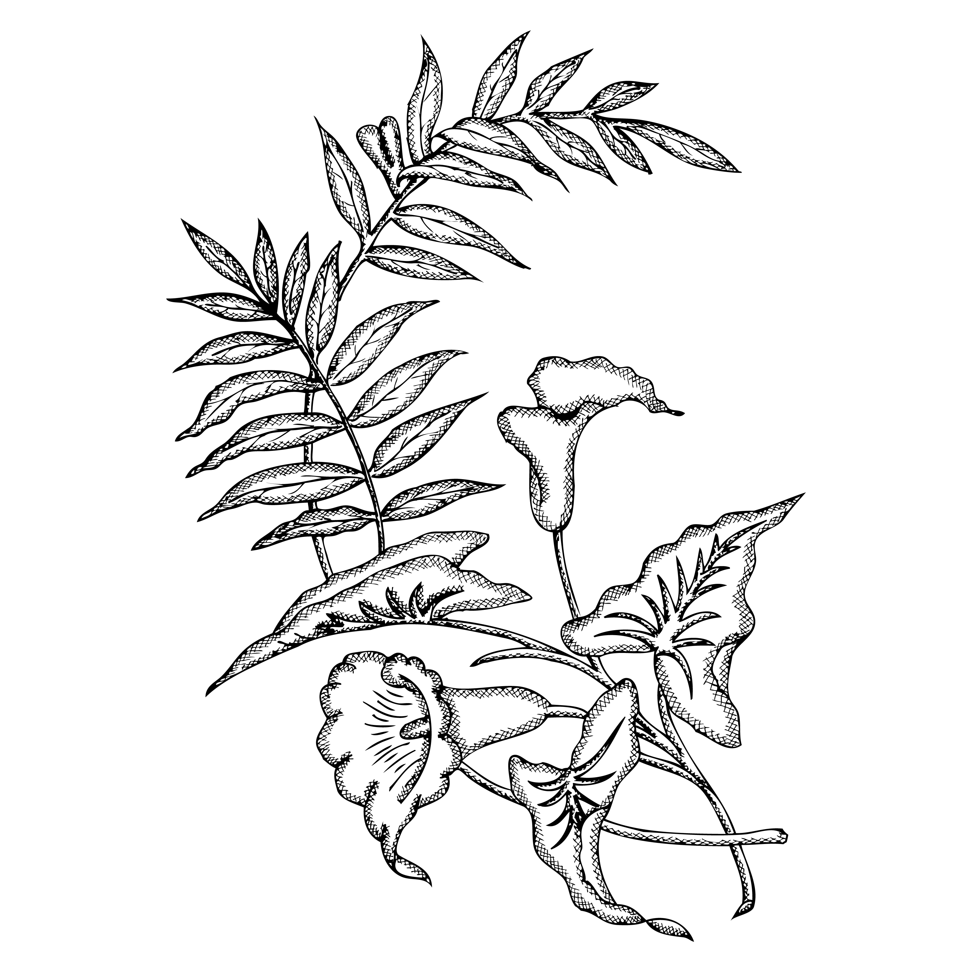 Floral Line Art