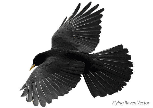 Flying Raven Free Vector Art