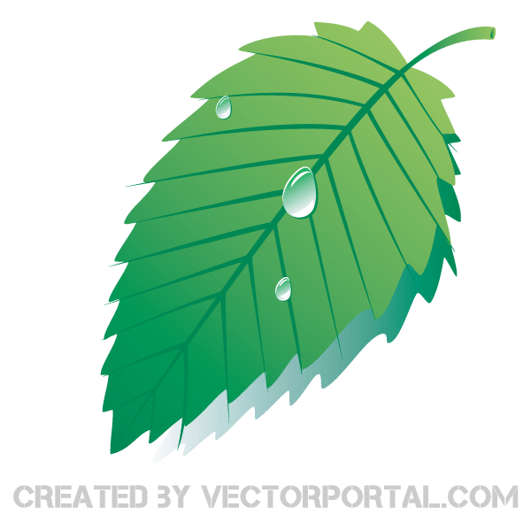 Vector Graphics Green Leaf with Water Drops