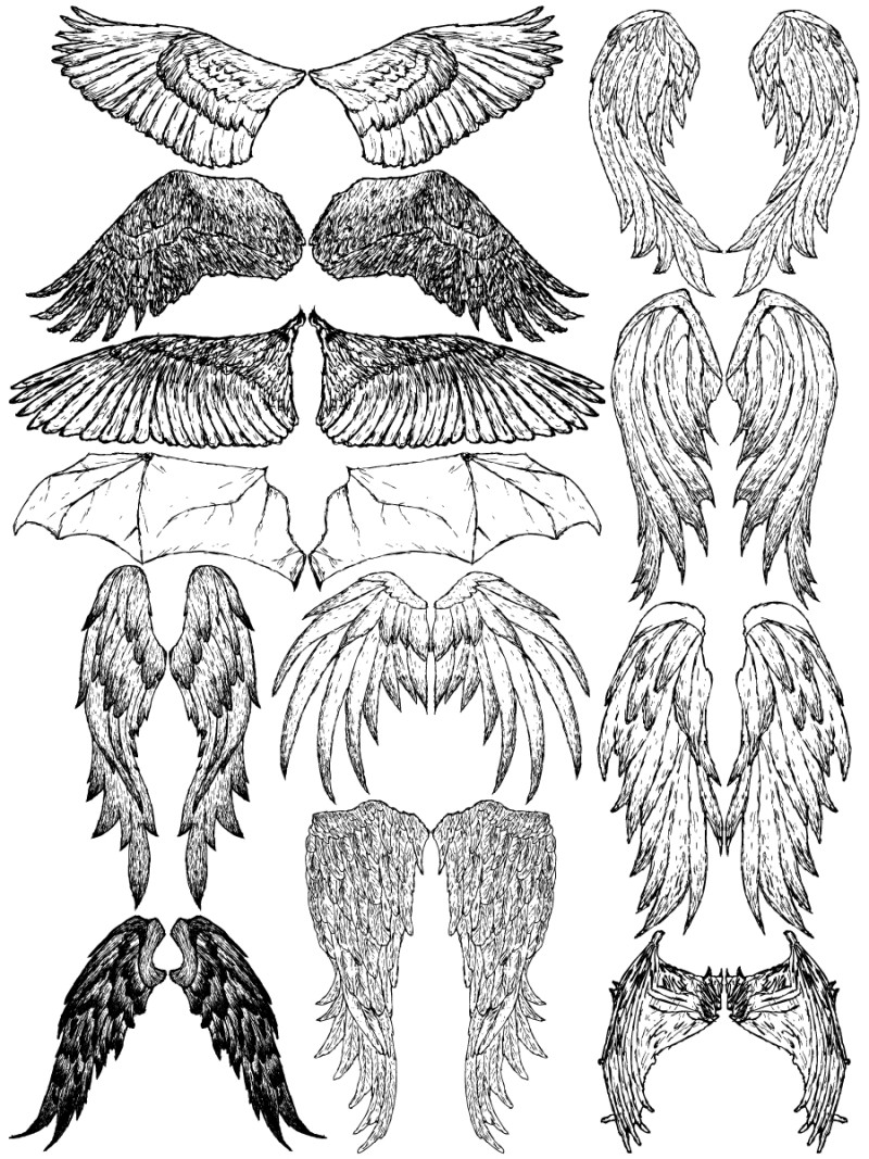 Строение крыла. Форма птичьего крыла. Виды крыльев у птиц. Три типа крылья. Крылья птиц разновидности.