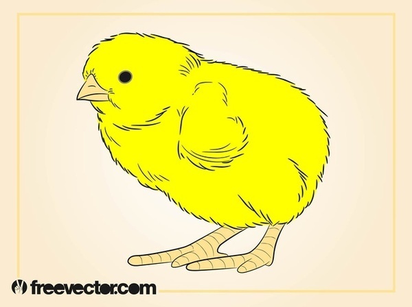 Baby Chicken Free Vector