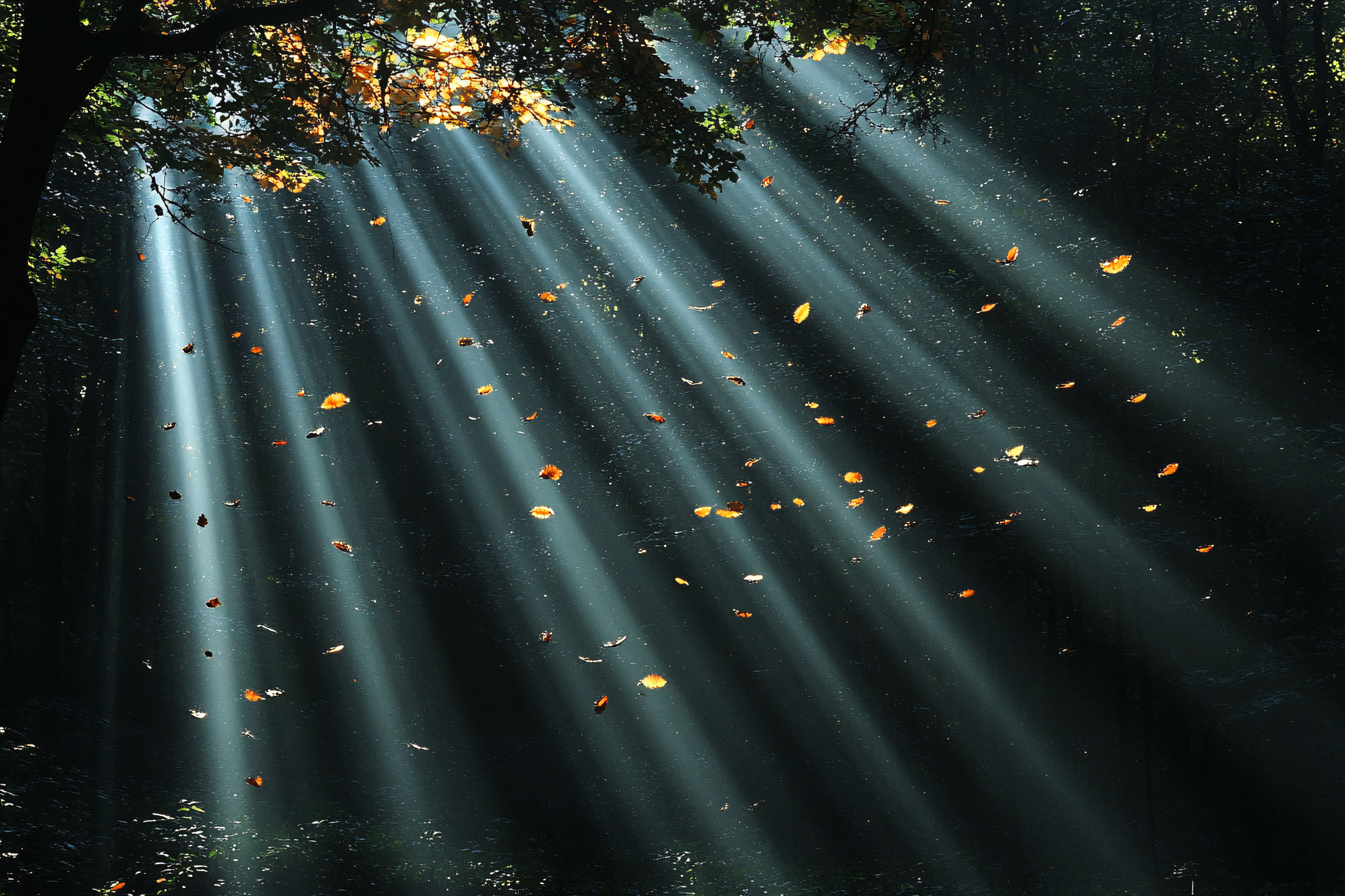 Beams Of Sunlight Through Forest Canopy