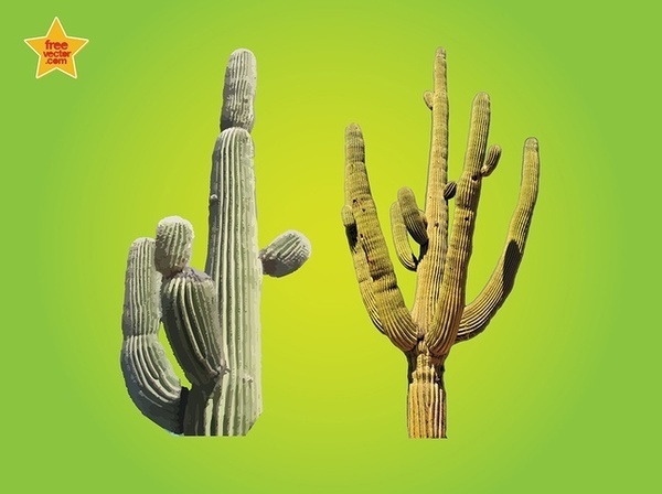 Cactus Free Vector