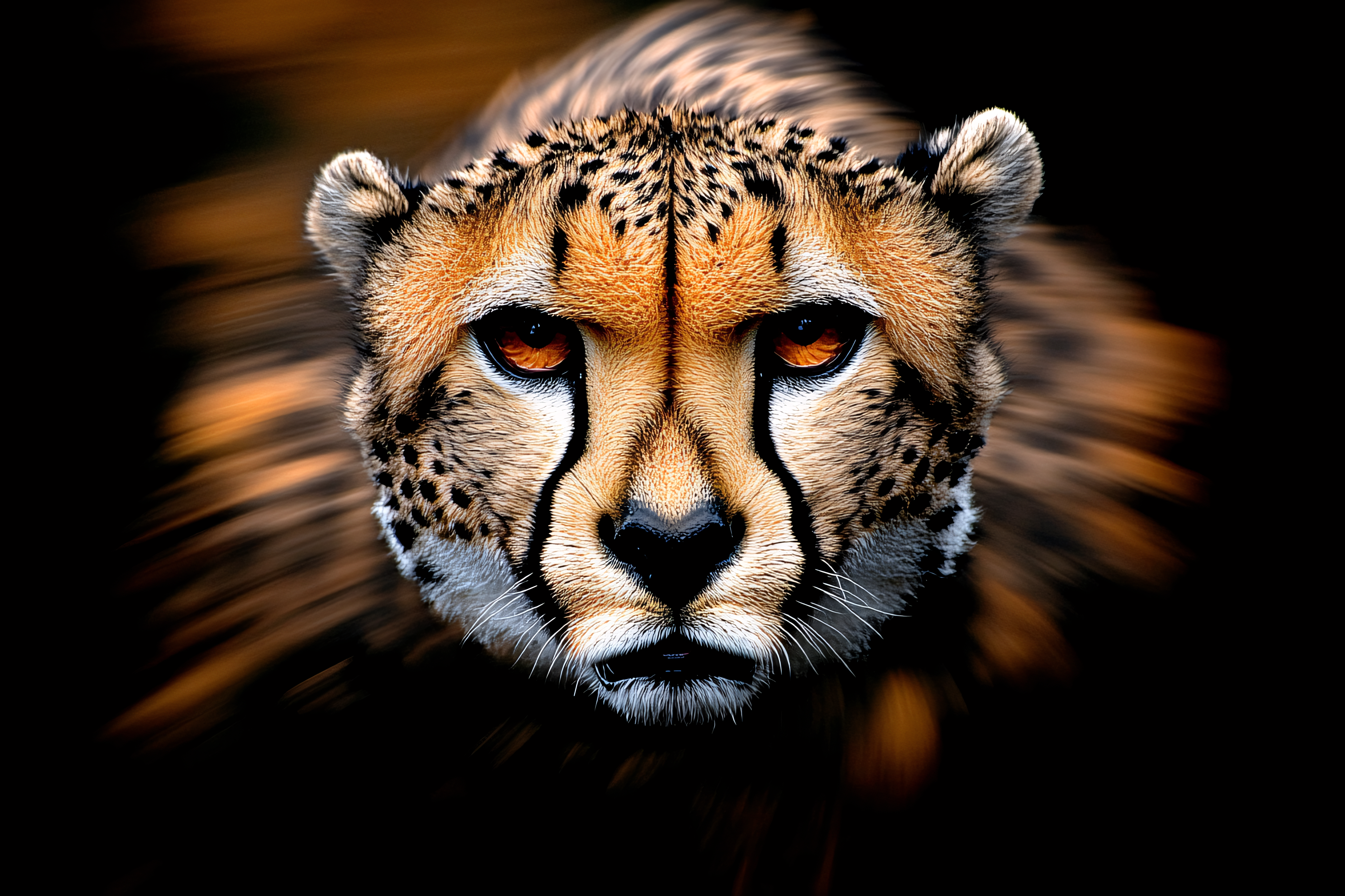 Cheetah Face Close-Up