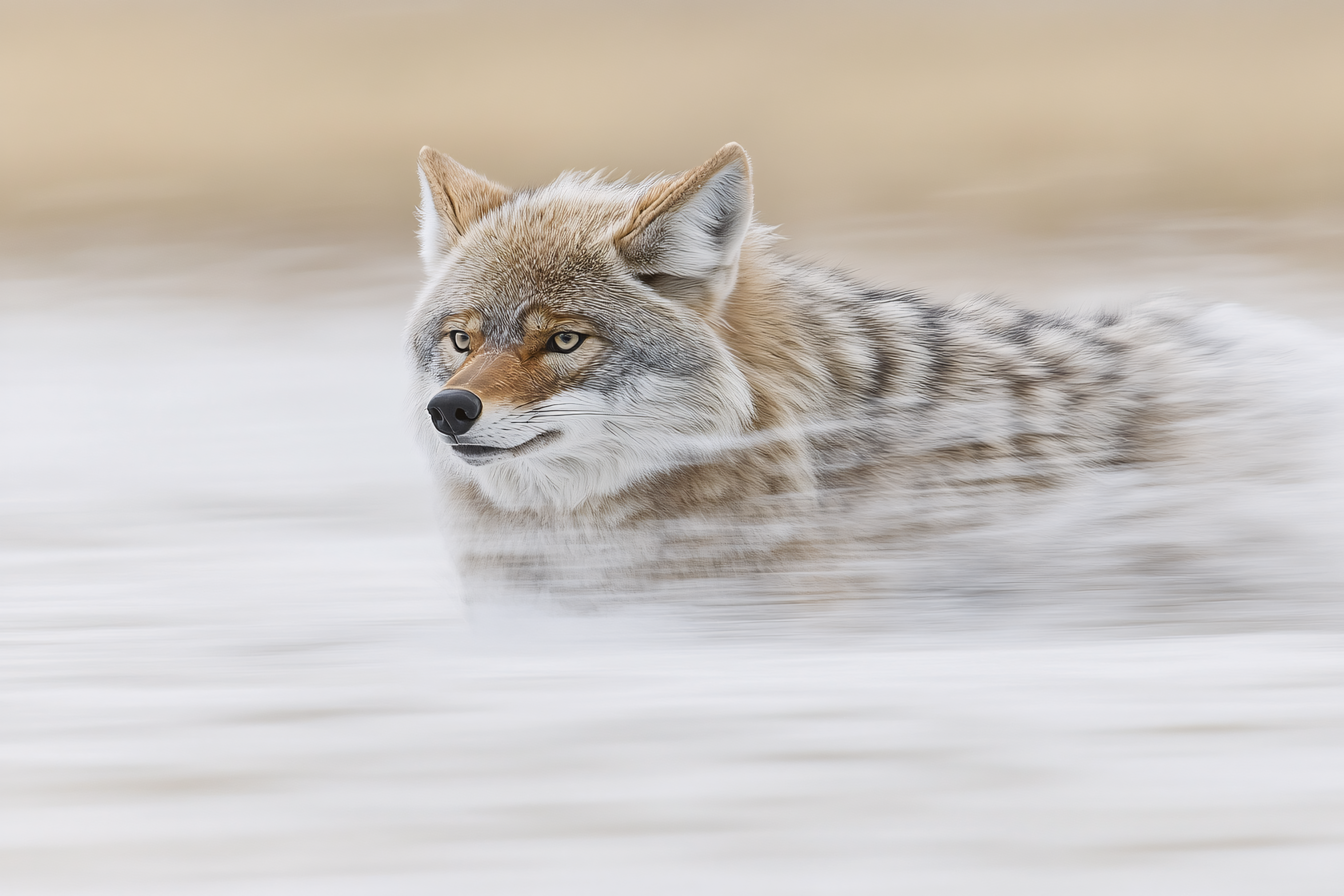 Coyote in Motion
