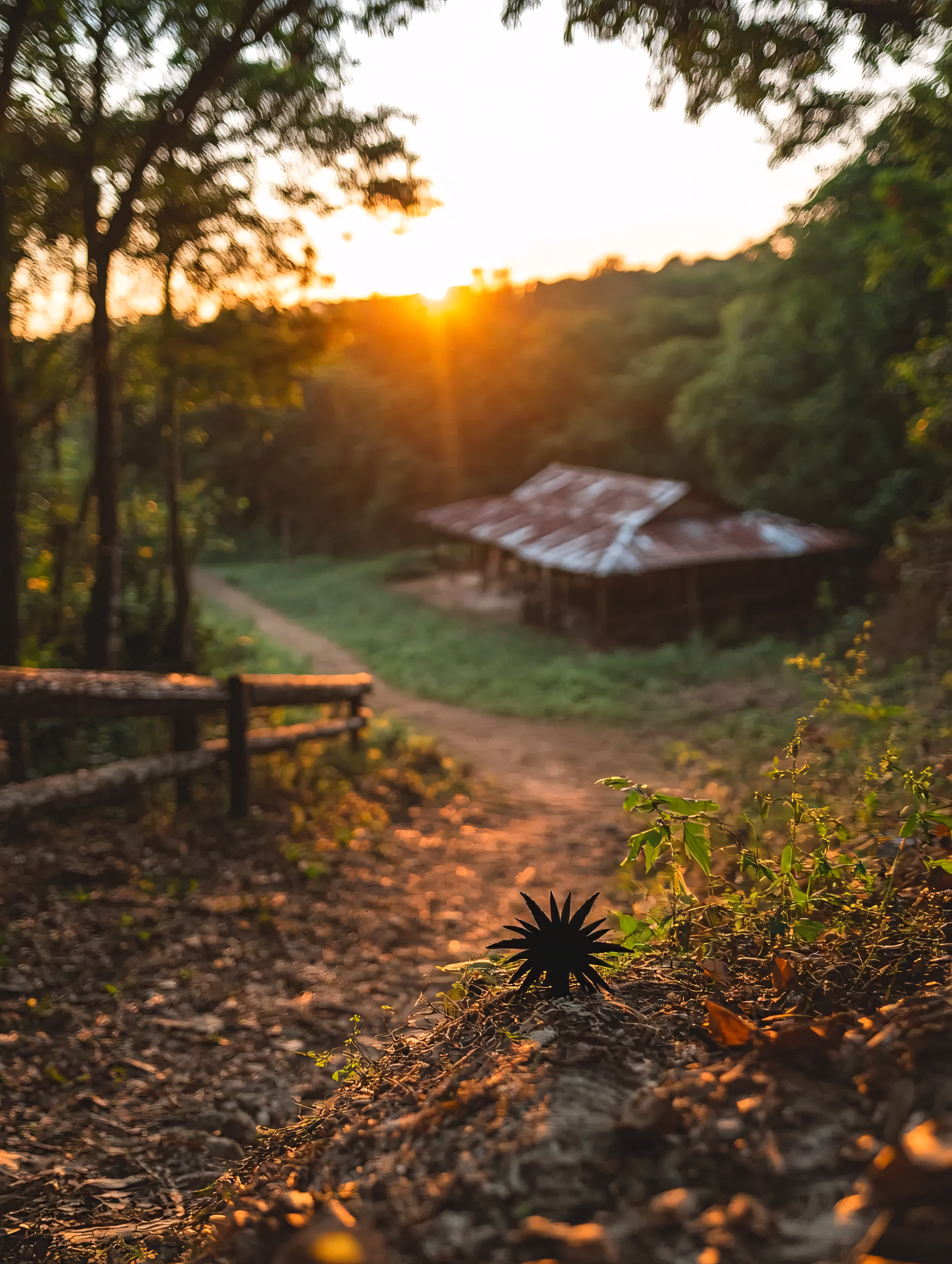 Golden Hour Path to Rural Hut