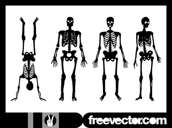 Human Skeletons Free Vector