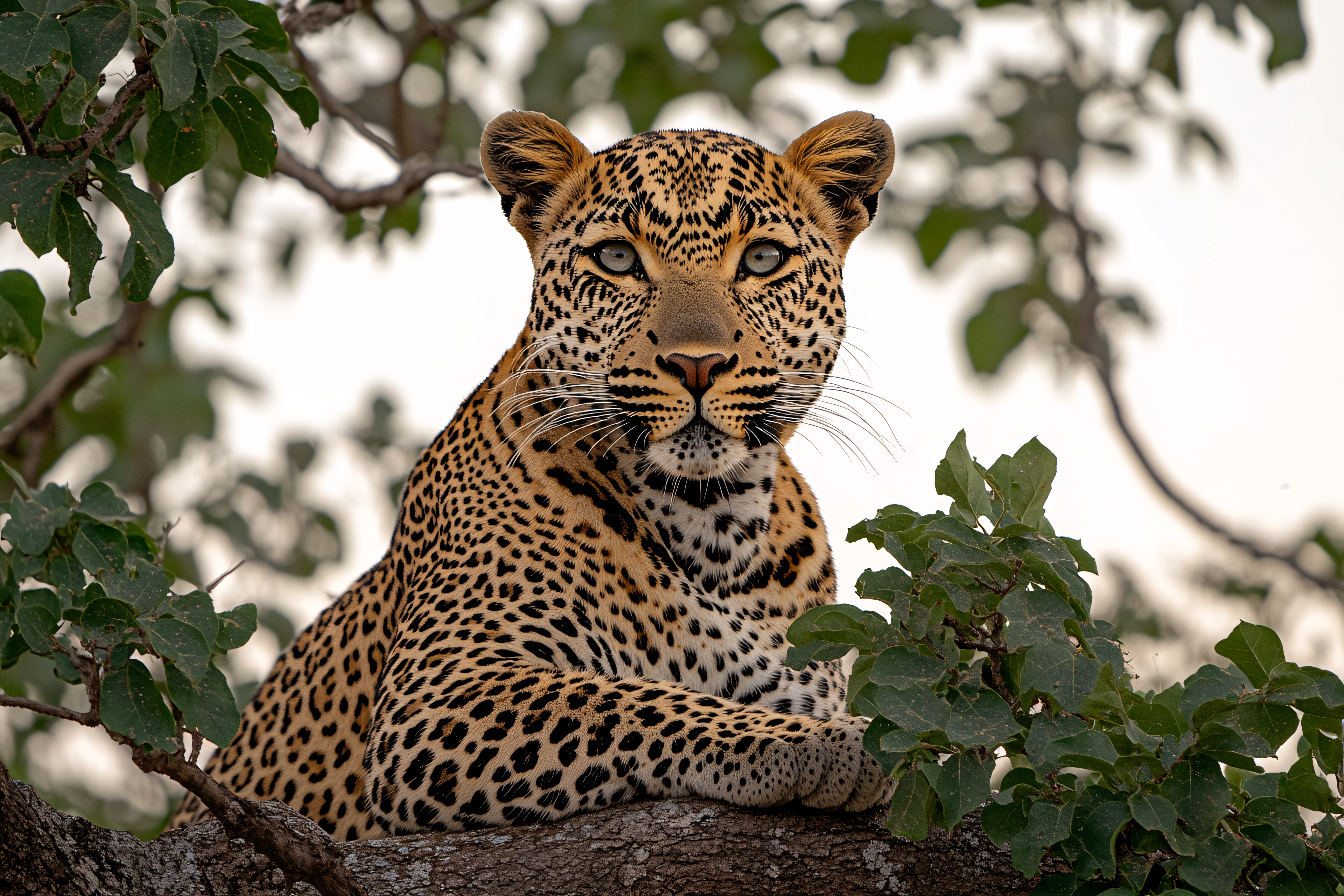 Leopard Resting On Tree Branch