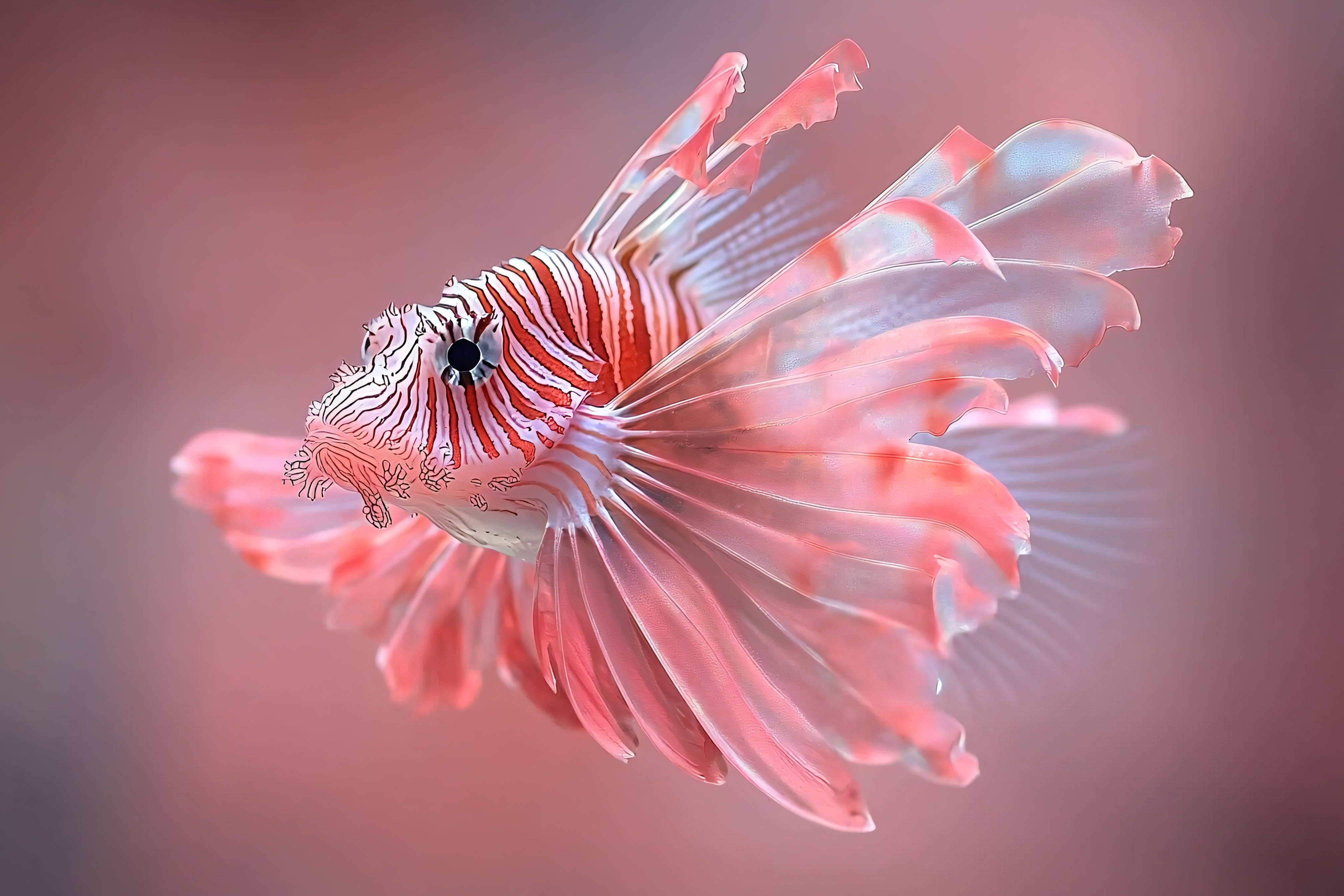 Lionfish Grace
