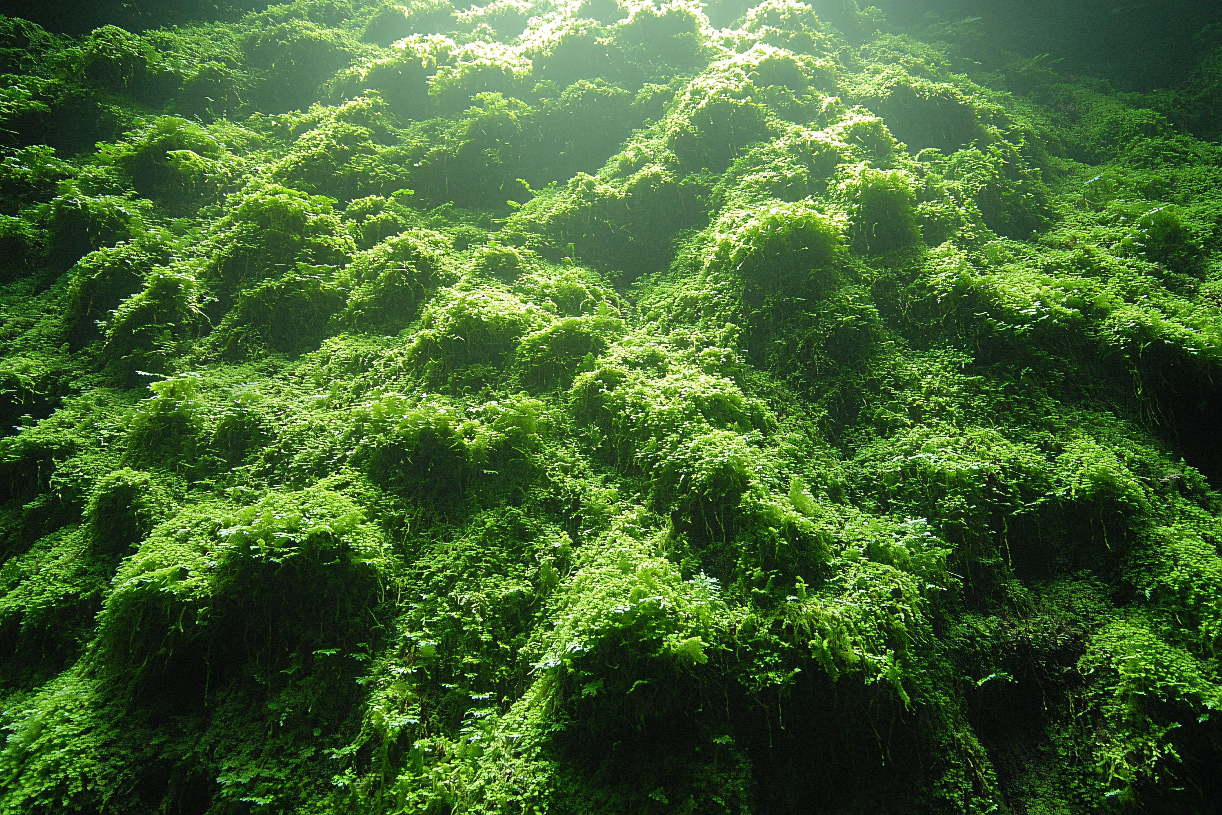 Lush Mossy Surface