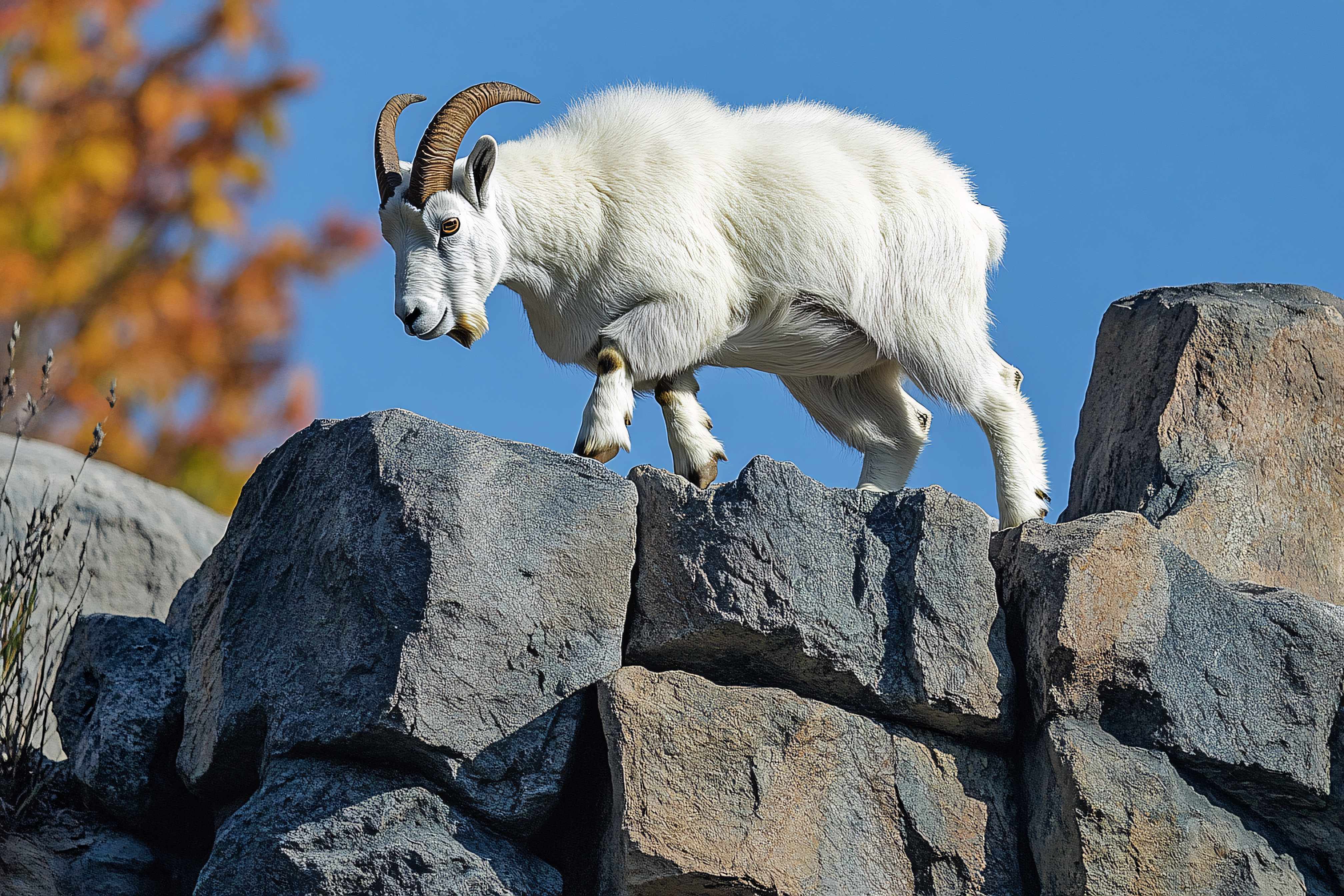 Mountain Goat On Rocks