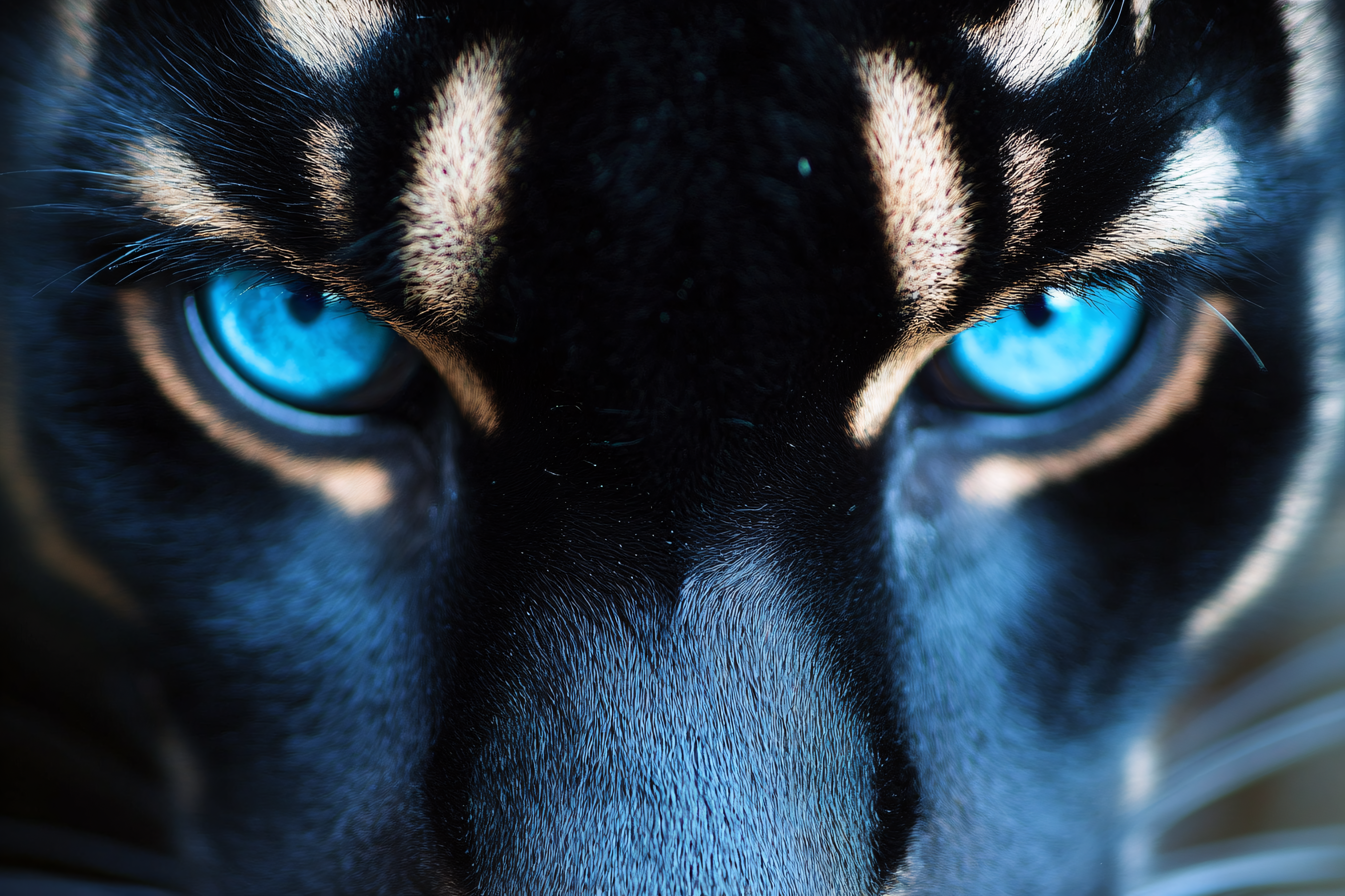 Piercing Blue Eyes of a Feline