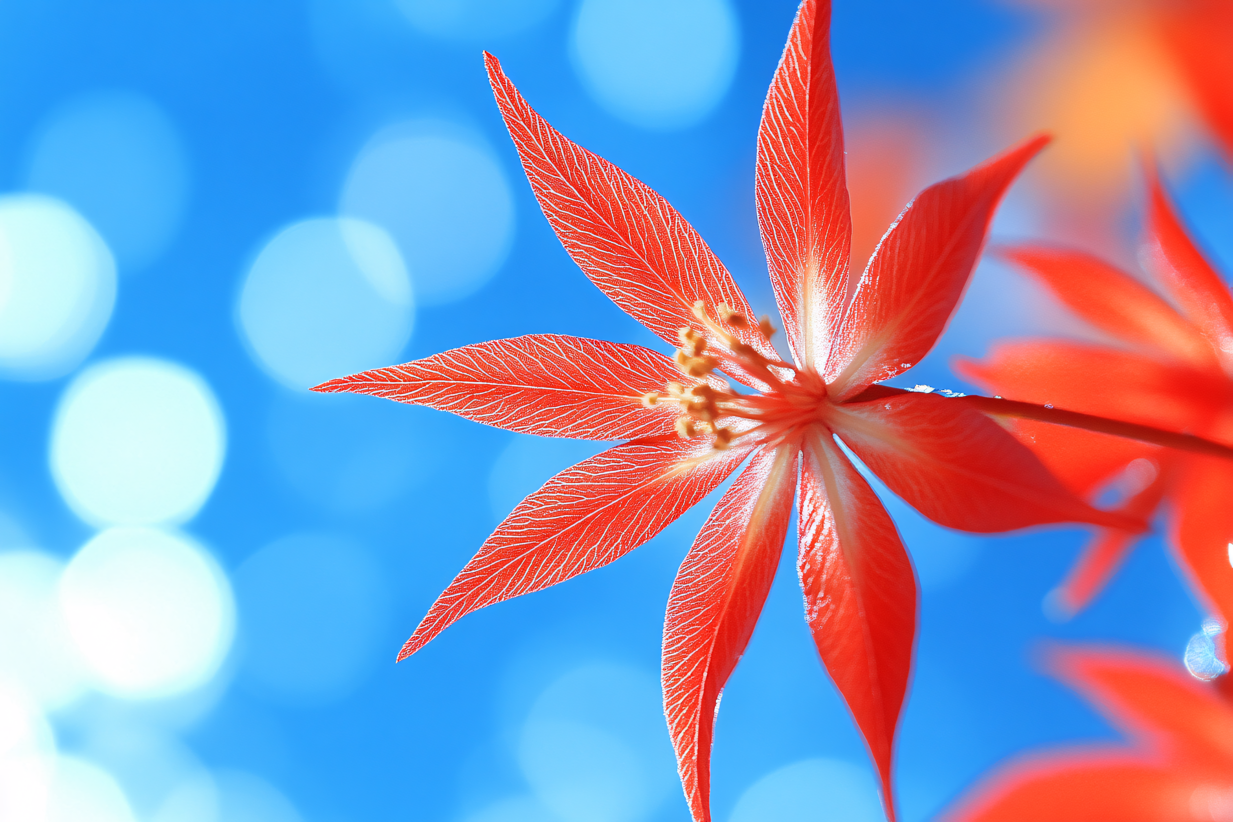 Red Plant Leaves Bokeh