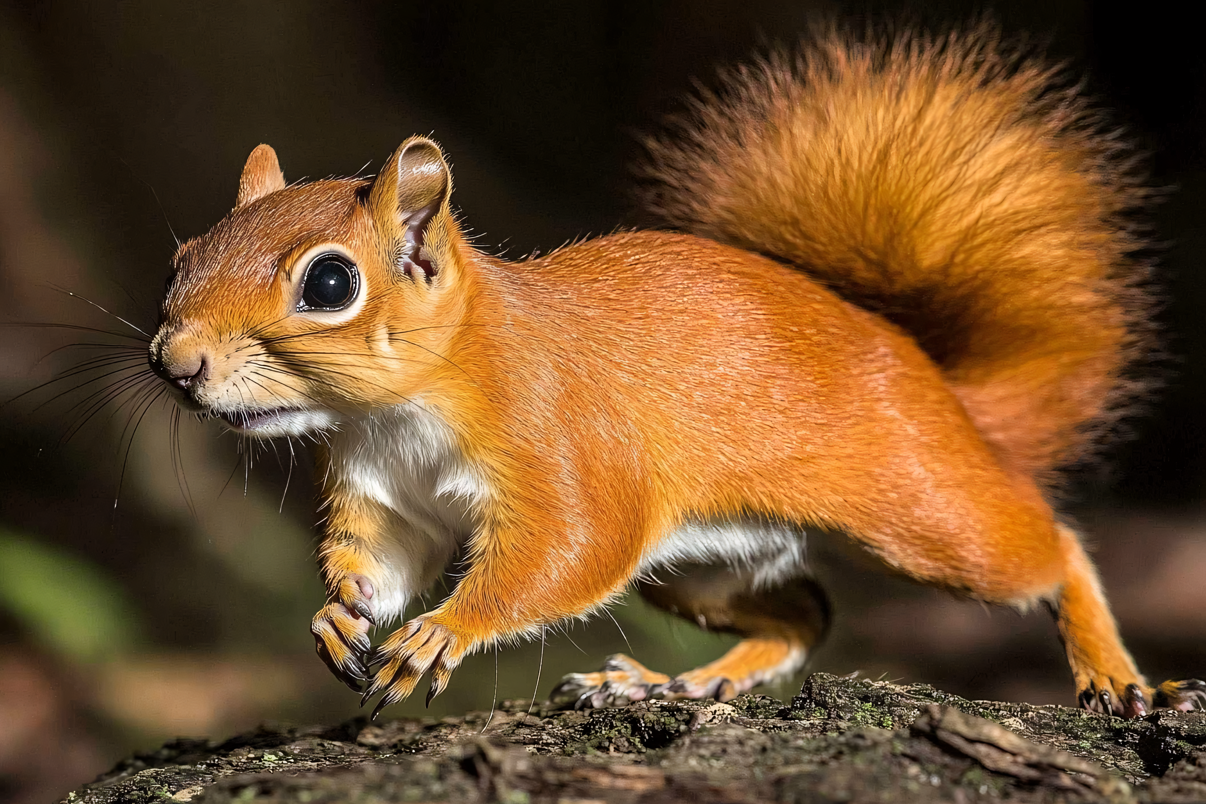 Red Squirrel Leaping