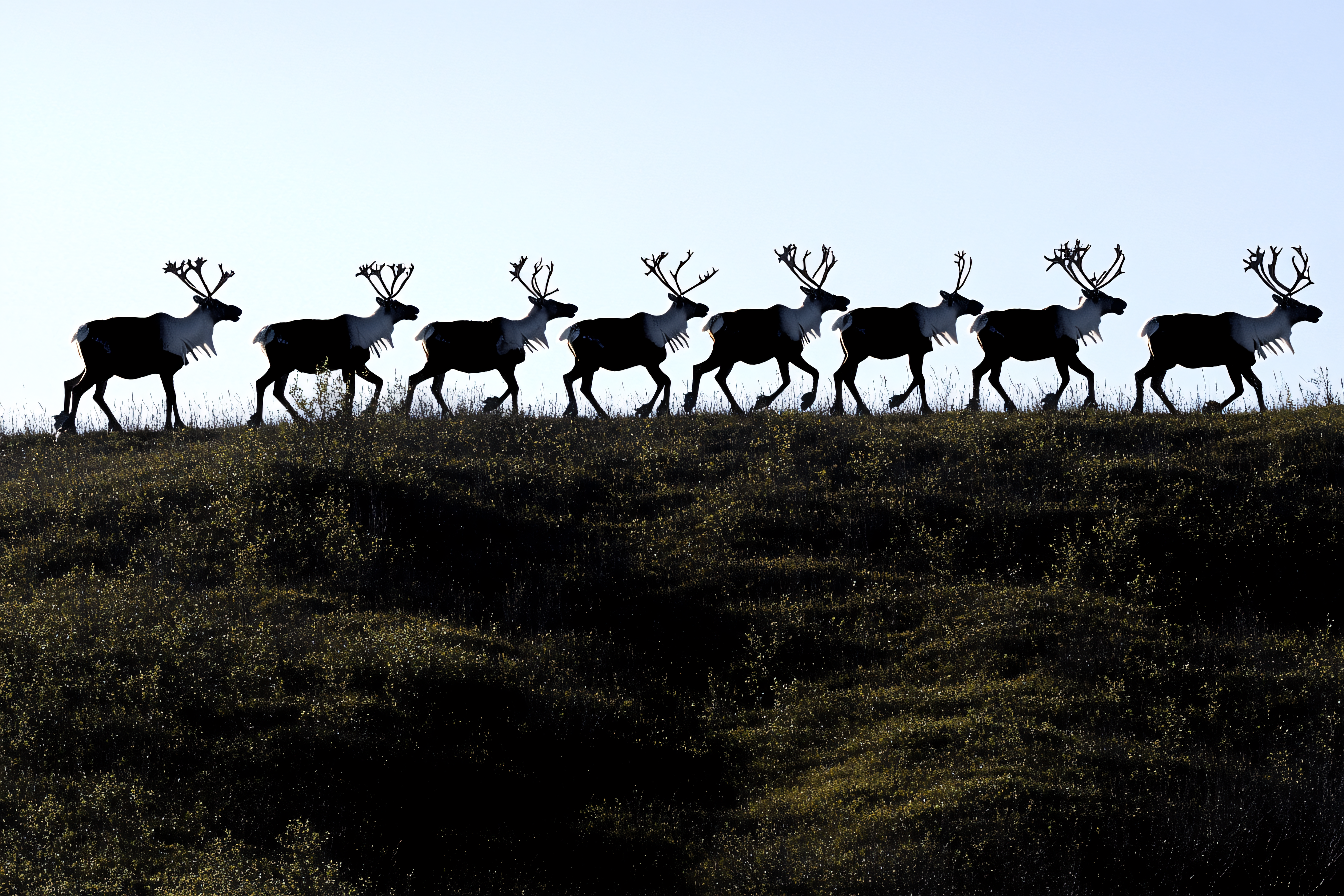 Reindeer Silhouette Herd