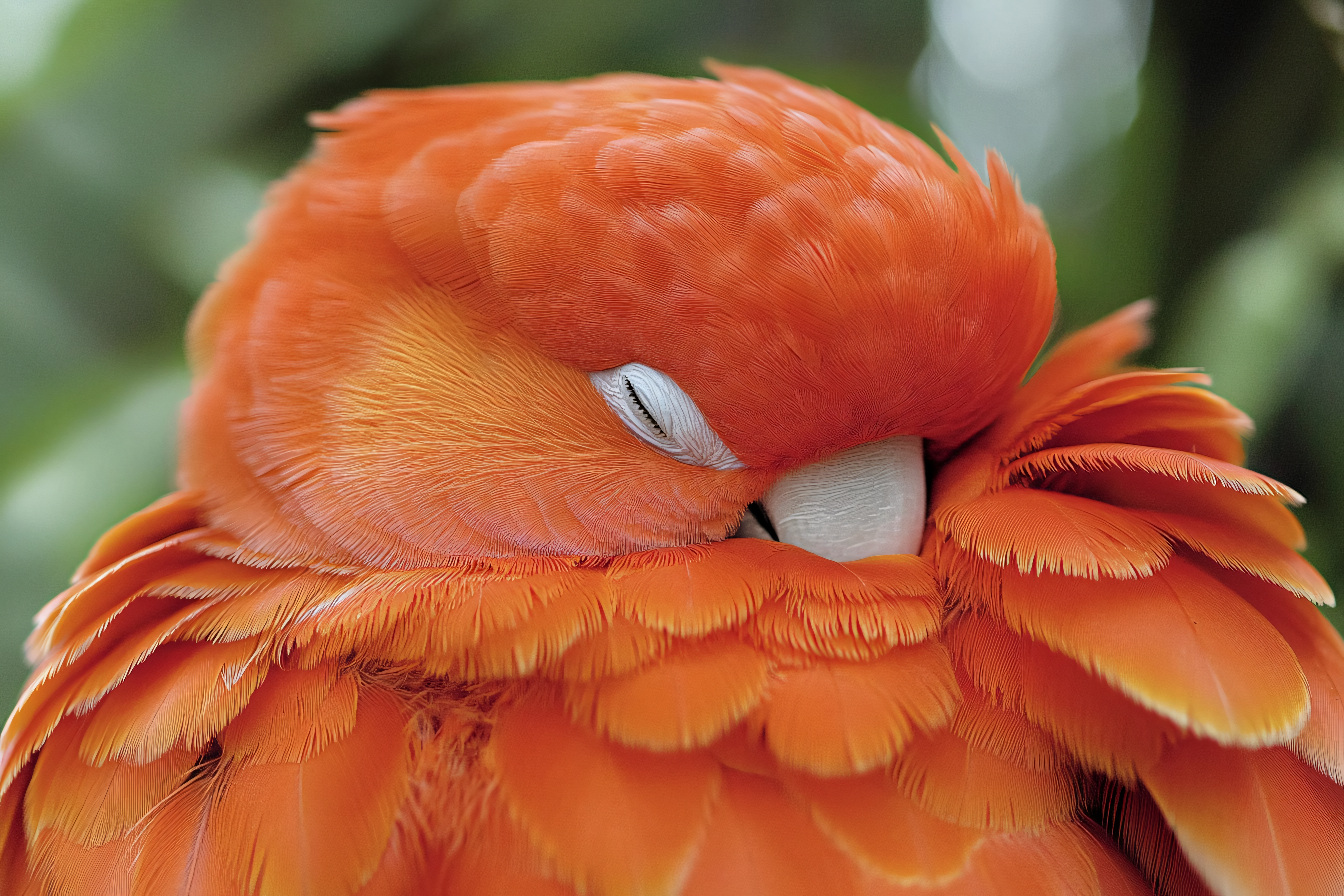 Sleeping Crimson Bird