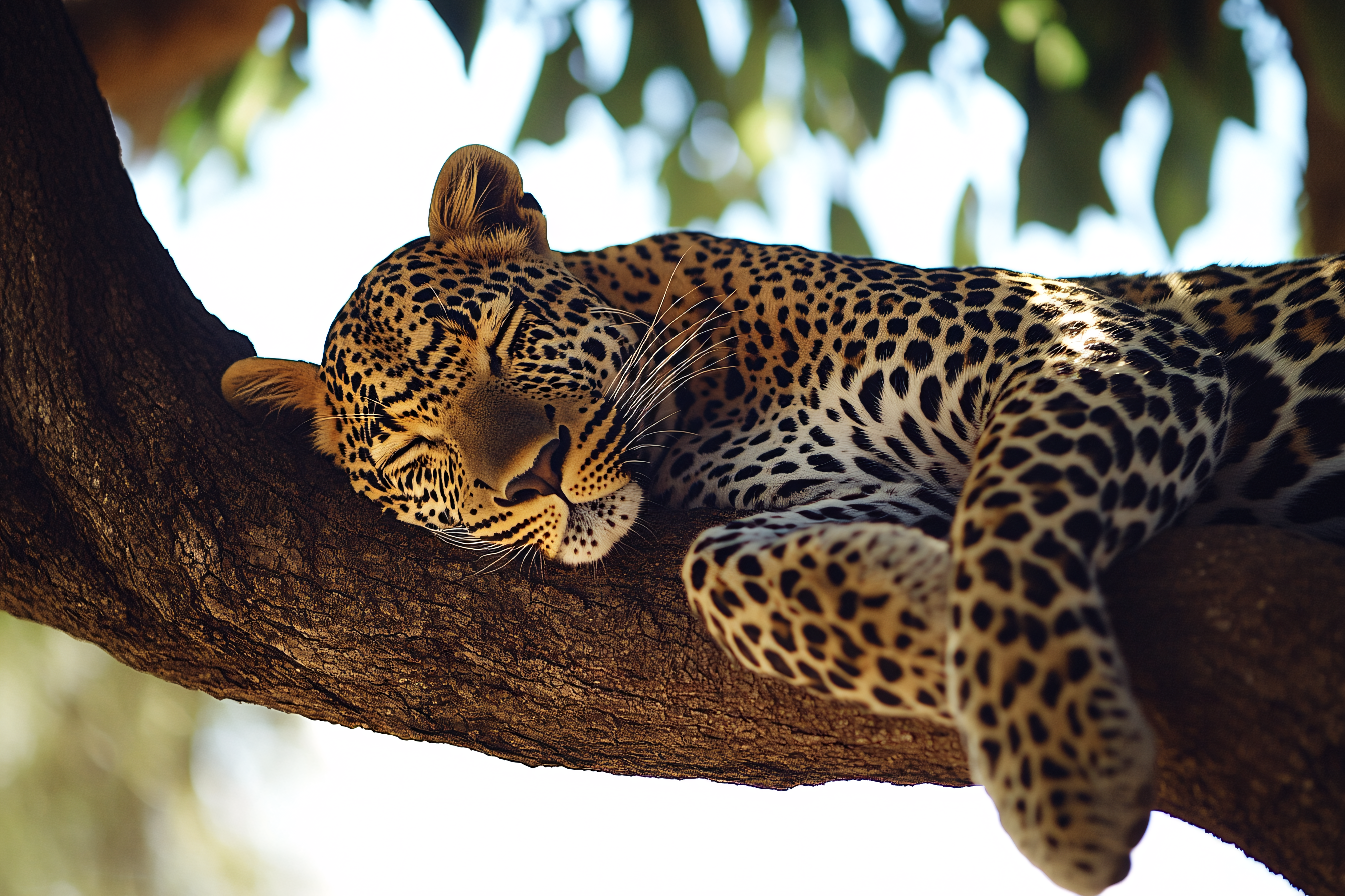 Sleeping Leopard On Tree Branch