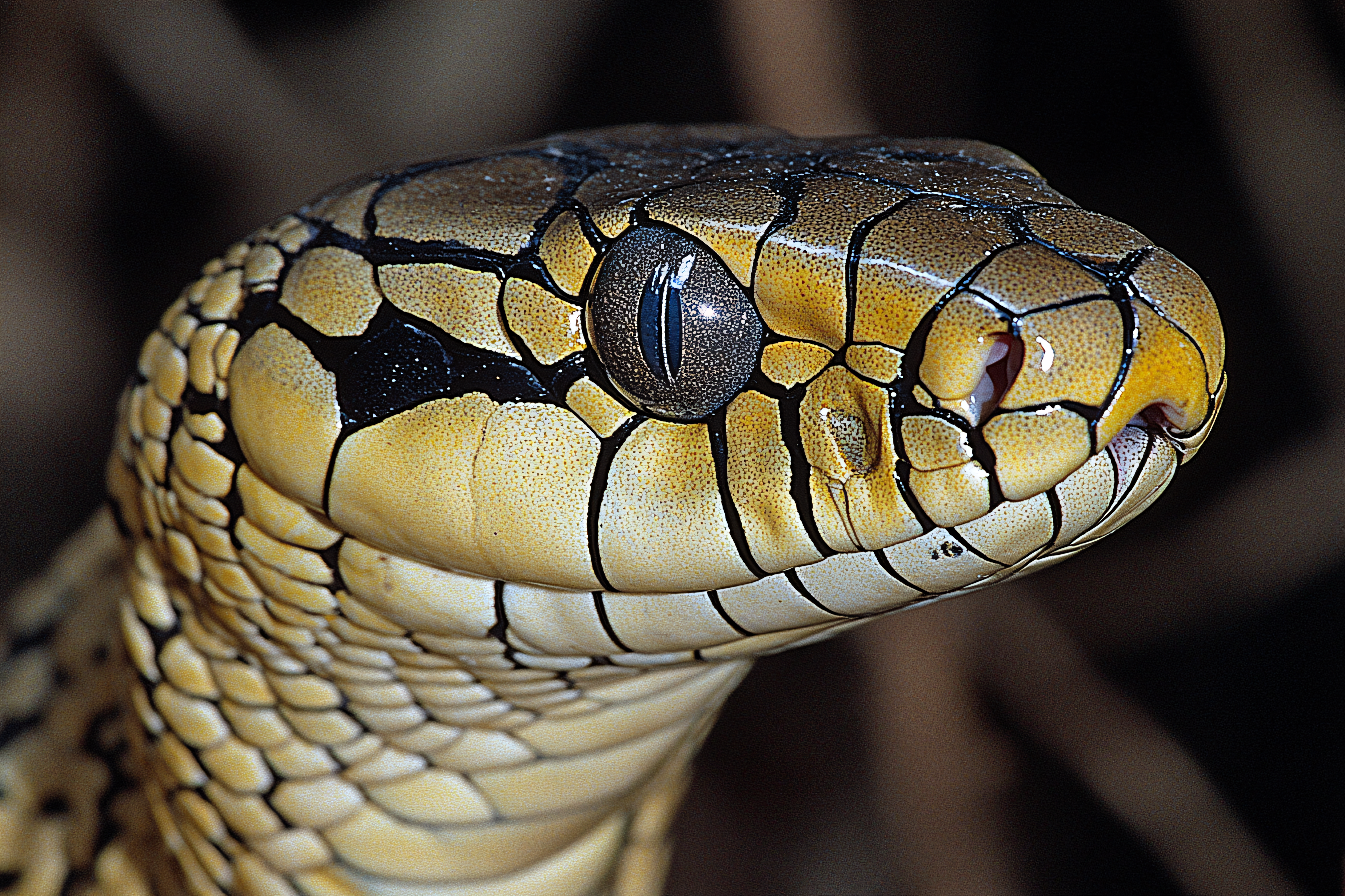 Snake Head Close Up
