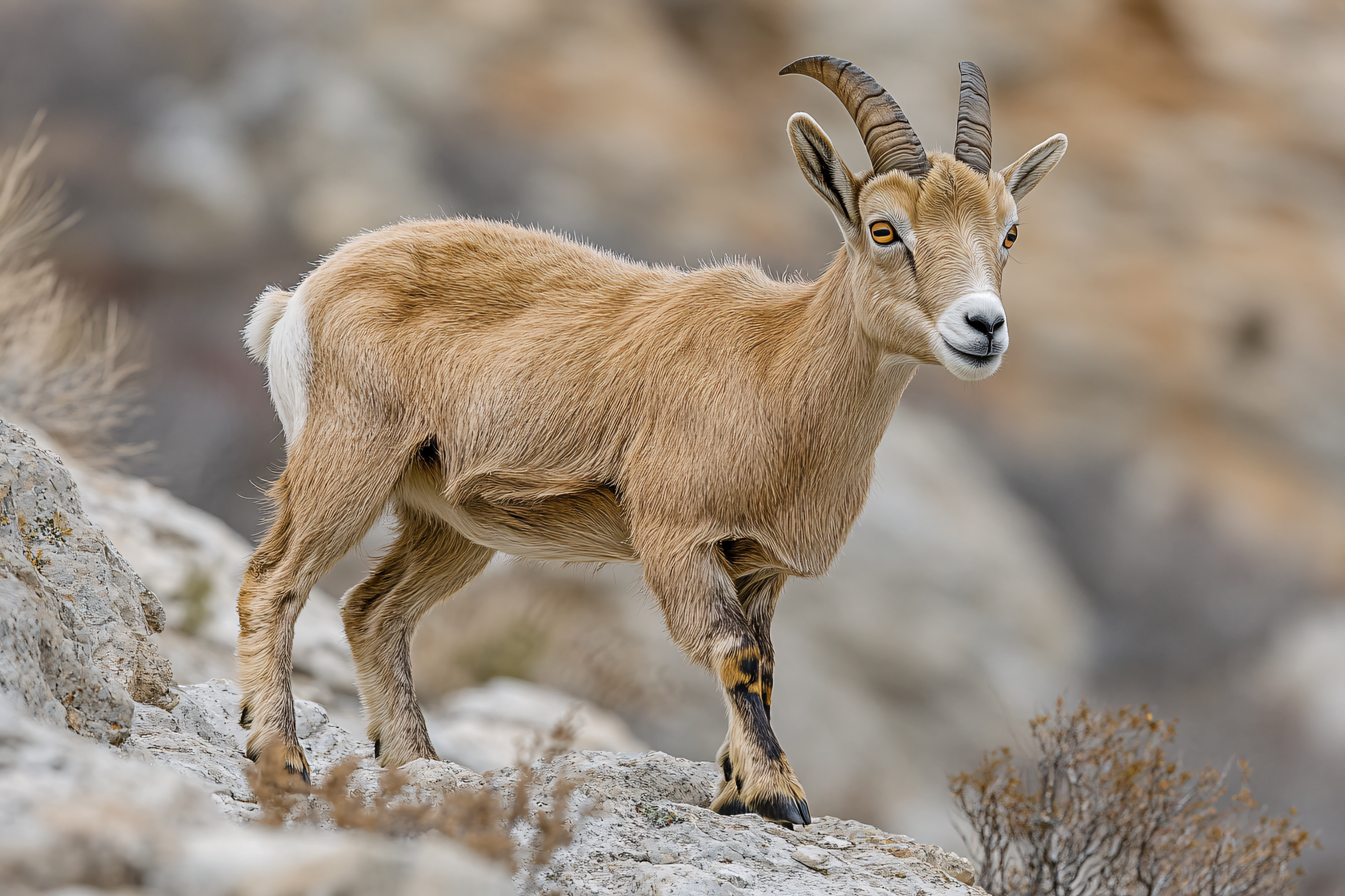 Standing Mountain Goat