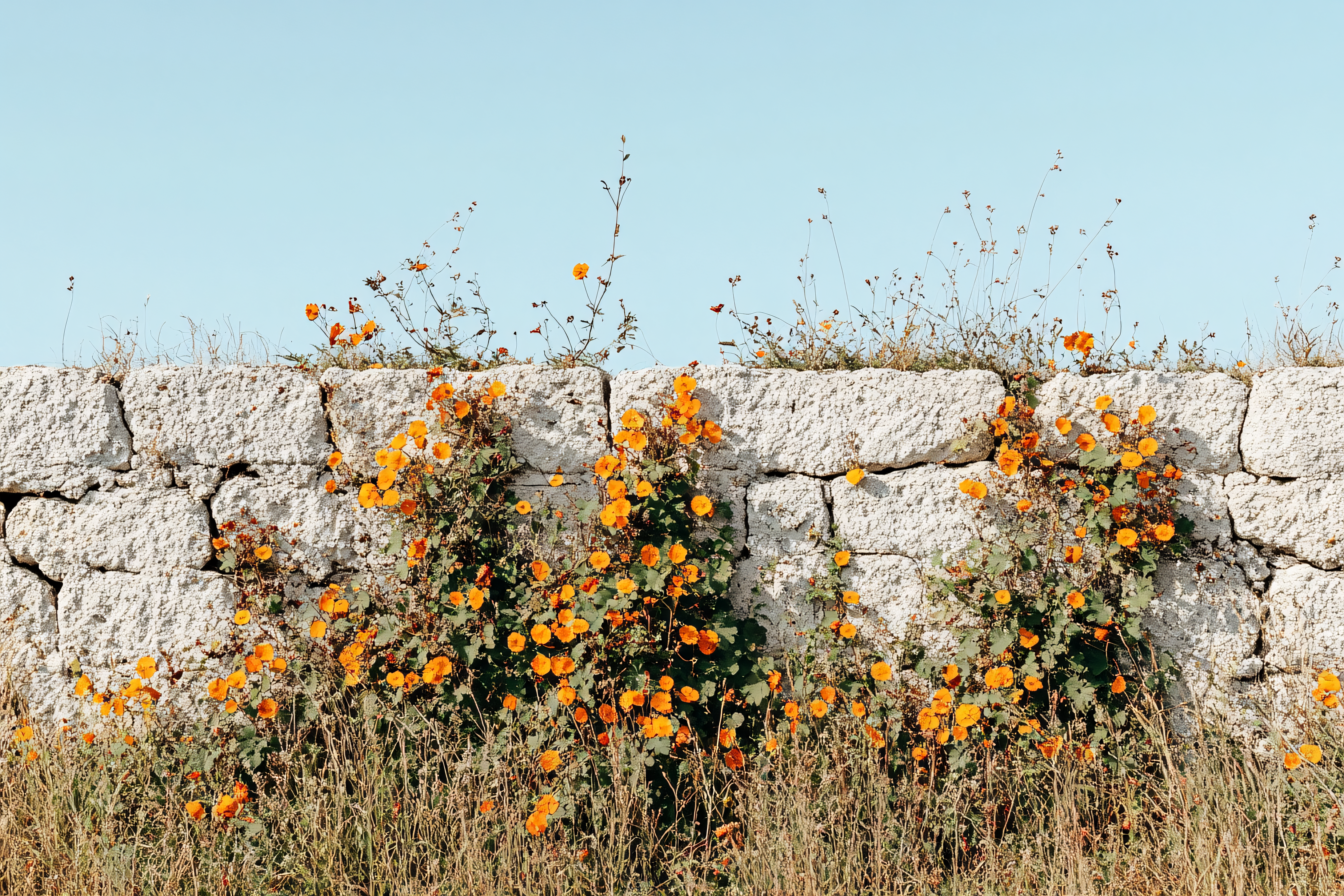 Stone Wall with Orange Flowers