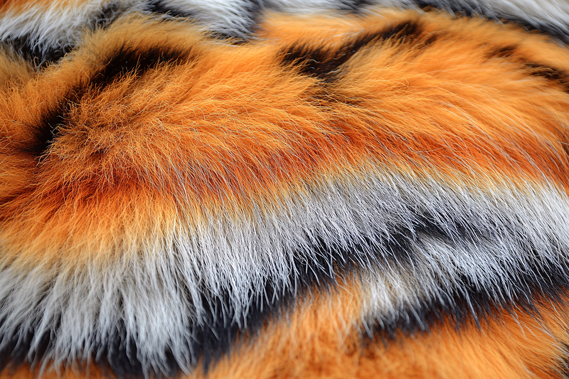 Tiger Fur Texture