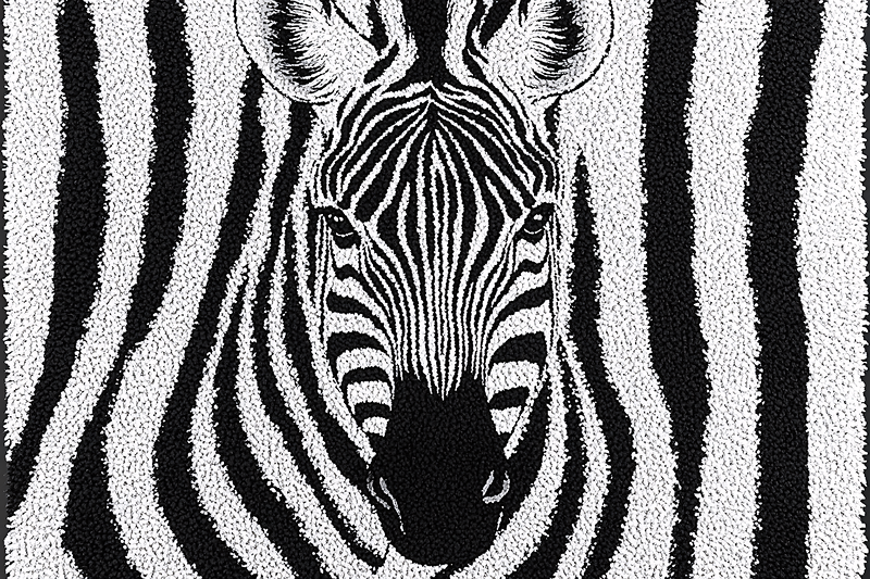 Zebra Face Close Up