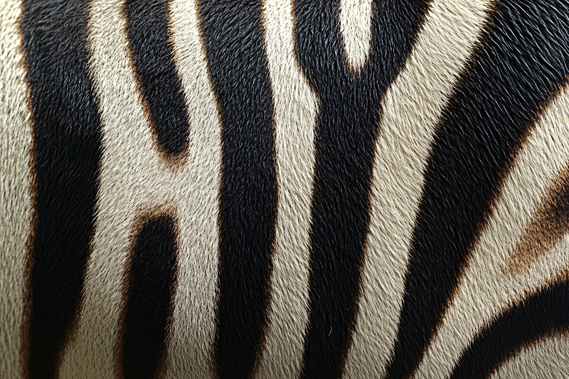 Zebra Stripes Close Up