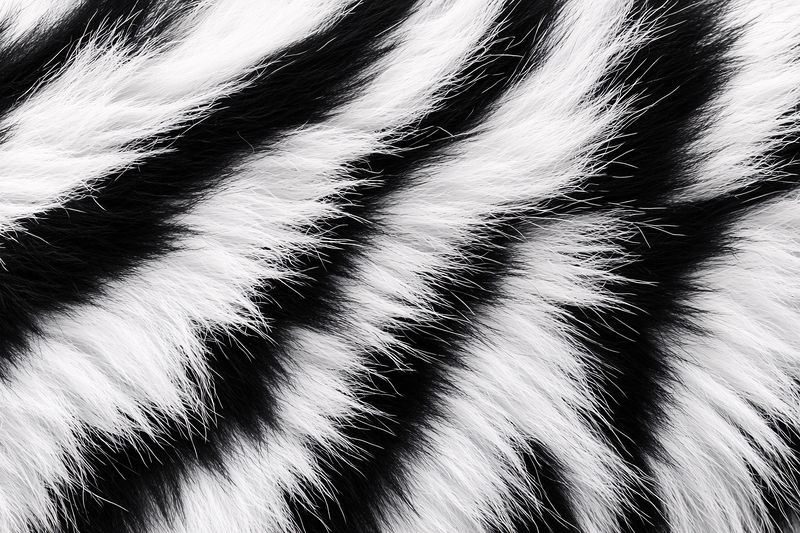 Zebra Stripes Fur Texture