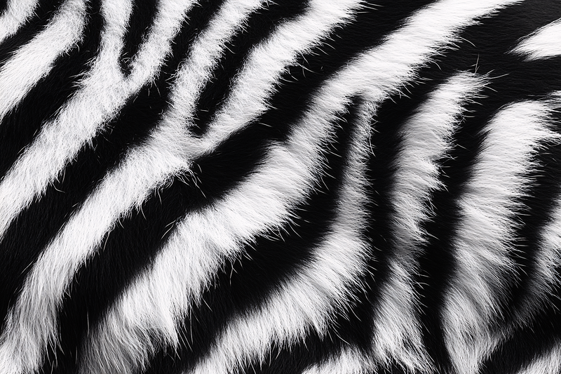 Zebra Stripes Fur Texture