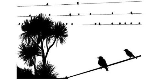 Birds on Electric Wire