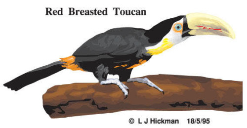 Toucan Bird Free Vector