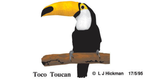 Toucan Bird Free Vector Image