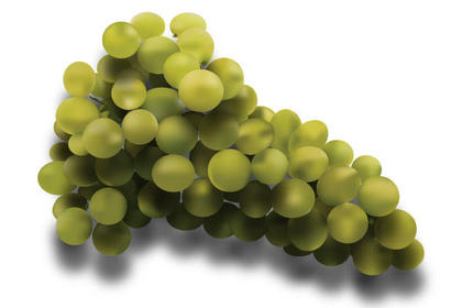 Grapes Vector Free Download