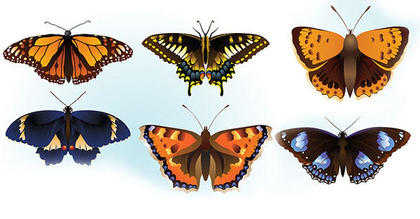 Butterflies Free Vector Illustration
