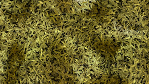 Dark Green Textured Background Image