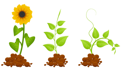 Eco Germinal Plants Vector Graphic
