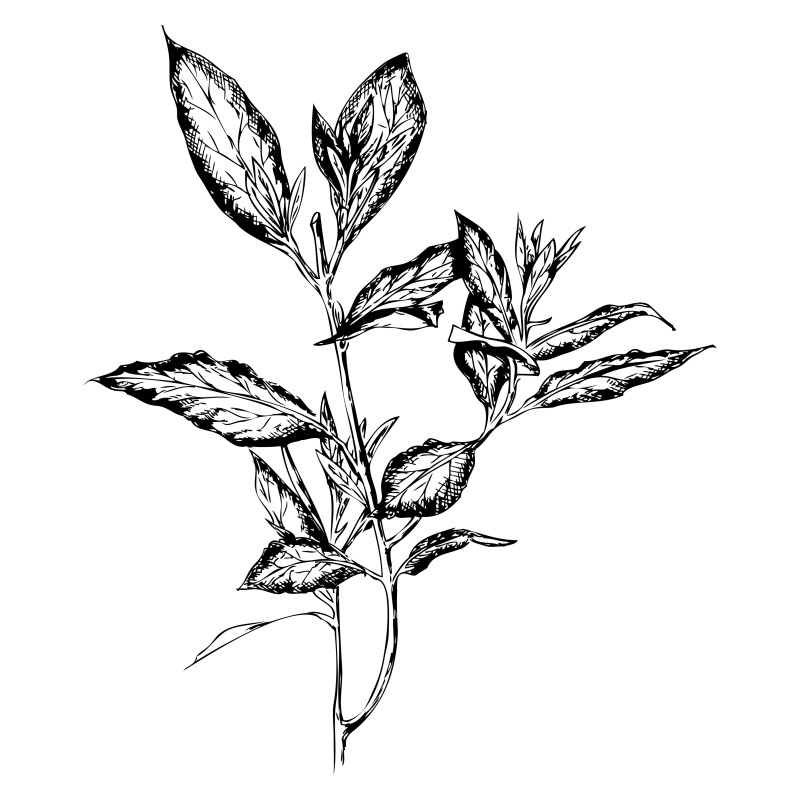 Hand Drawn Plant Vector Image