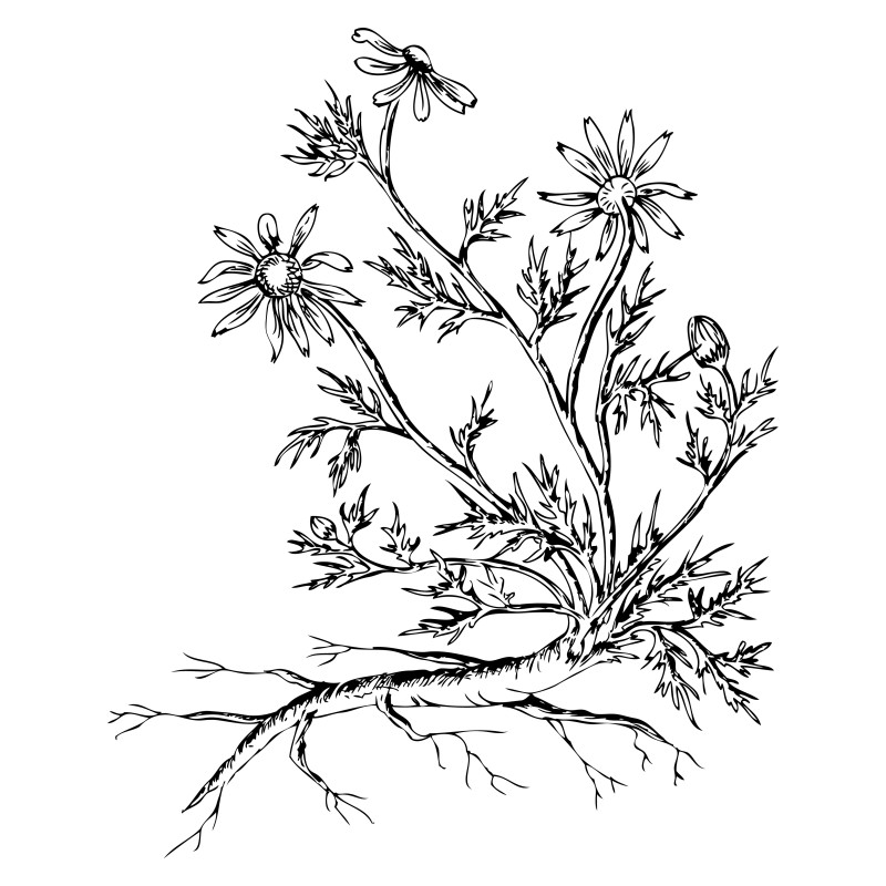 Hand Drawn Plant Vector Image